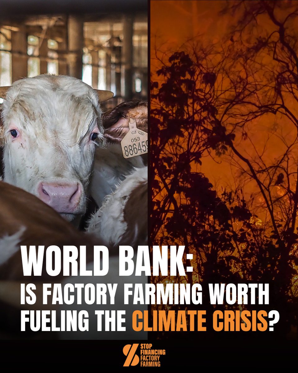 Factory farming contributes to deforestation, pollution, and climate change.

Development banks should invest in food systems that protect people, animals, &amp; the planet.

#StopFinancingFactoryFarming
<a href="/WorldBankAfrica/">World Bank Africa</a> <a href="/YouthinAgroNet/">Youth in Agroecology and Restoration Network</a> <a href="/S3F_global/">Stop Financing Factory Farming</a> <a href="/IFC_org/">IFC</a> <a href="/WorldBankGroup/">World Bank Group</a> <a href="/IFCAfrica/">IFC Africa</a>