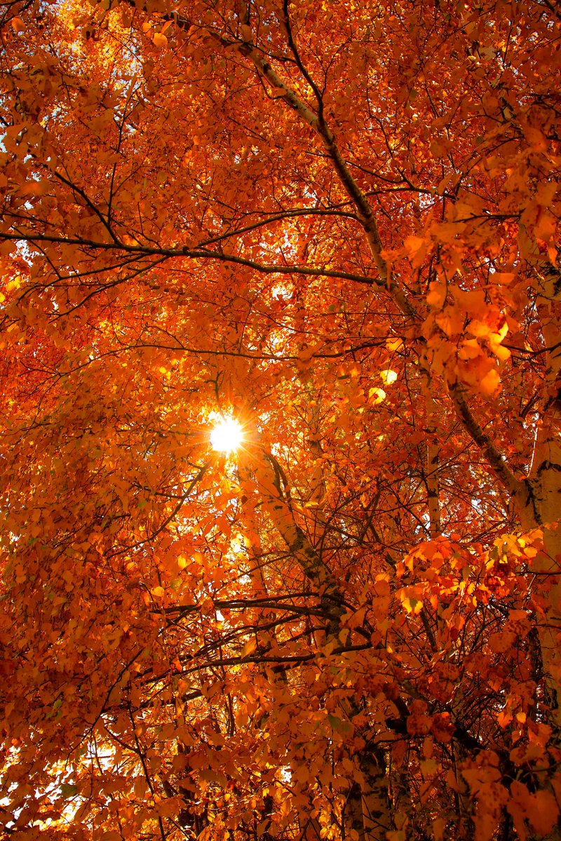 HyperLiquidX | Event Is live! tweet media