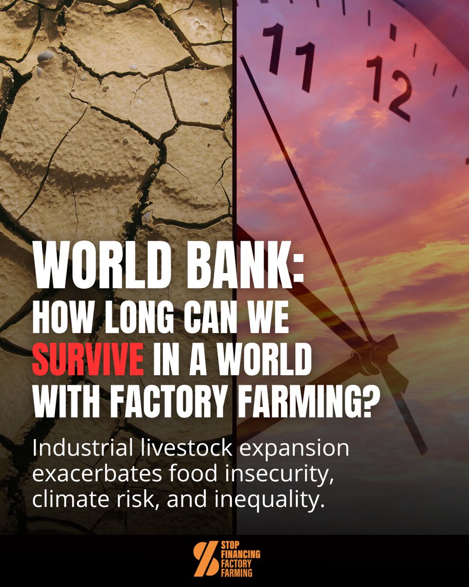 Factory farming is linked to environmental damage, public health risks, inequality, and harm to communities.

Public finance should be part of the solution, not the problem. #StopFinancingFactoryFarming
<a href="/WorldBankAfrica/">World Bank Africa</a> <a href="/IFC_org/">IFC</a> <a href="/WorldBankGroup/">World Bank Group</a> <a href="/YouthinAgroNet/">Youth in Agroecology and Restoration Network</a> <a href="/S3F_global/">Stop Financing Factory Farming</a>
