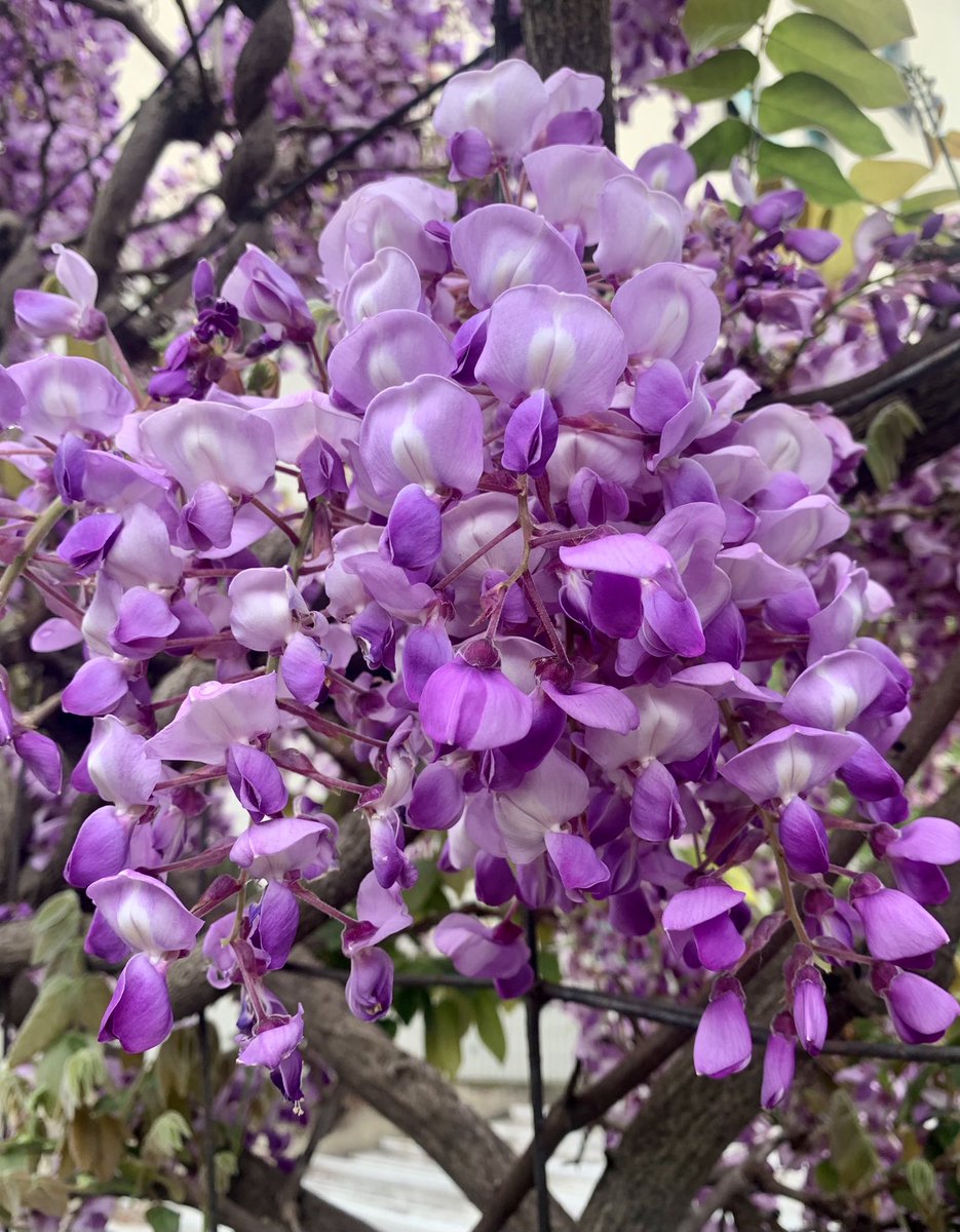 la beghina fiorentina tweet media