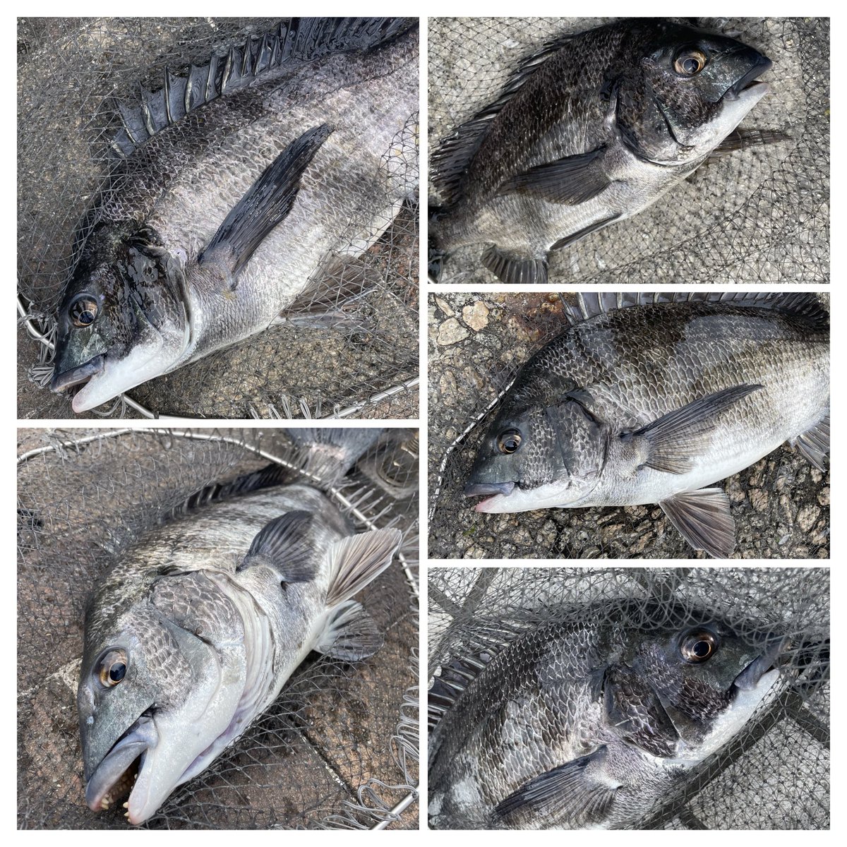 くろまる tweet media