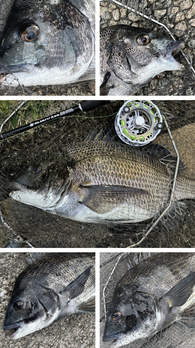 くろまる tweet media