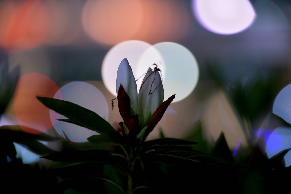 Nanami_13S's tweet photo. 夜の花も素敵です
#写真好きな人と繋がりたい https://t.co/fLGHmkaKNB