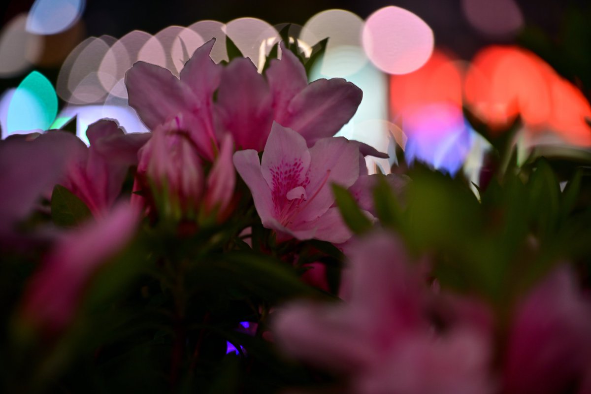 Nanami_13S's tweet photo. 夜の花も素敵です
#写真好きな人と繋がりたい https://t.co/fLGHmkaKNB