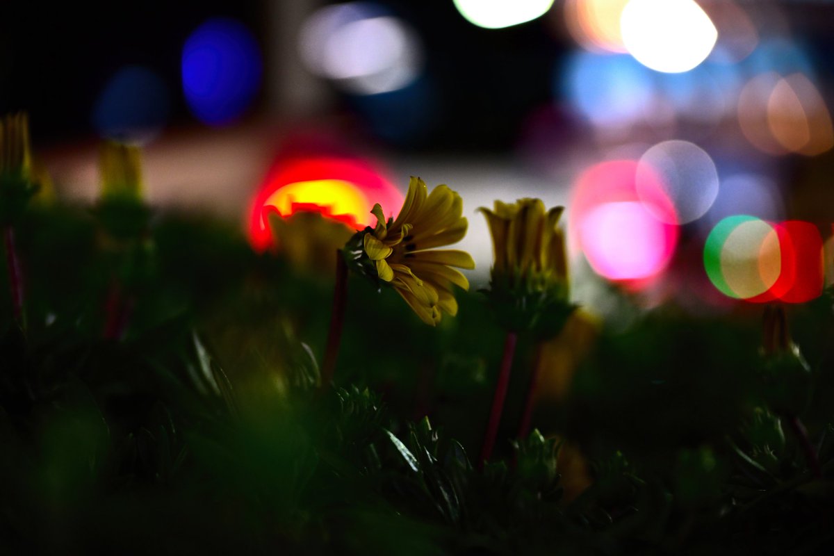 Nanami_13S's tweet photo. 夜の花も素敵です
#写真好きな人と繋がりたい https://t.co/fLGHmkaKNB