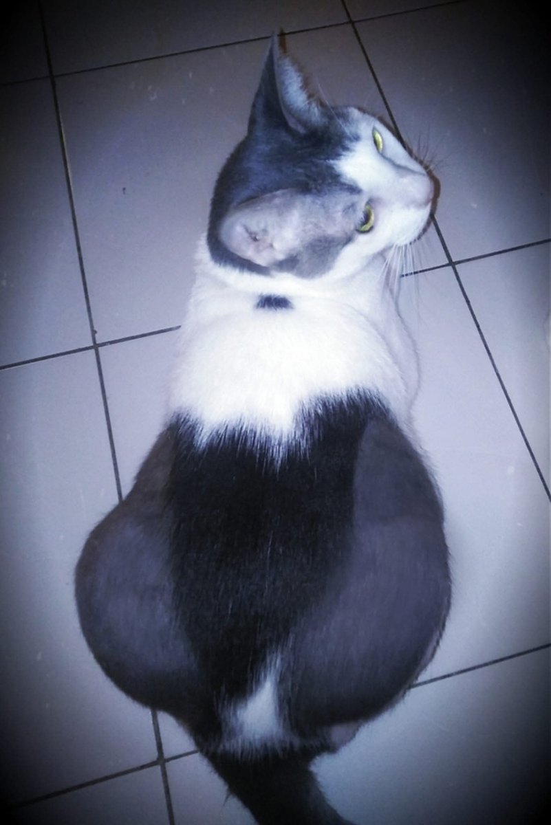 blush_yuyu's tweet photo. Patut lah chibi suka main bayang2, corak kat belakang badan hampir sama dengan 'Black Ghost' 👻😹

#hajichibi #blackghost #furmarkings #catpattern #kucing #kucinglucu #pets #catlover #pencintakucing #neko #funnycat https://t.co/qTYaQeBjq6