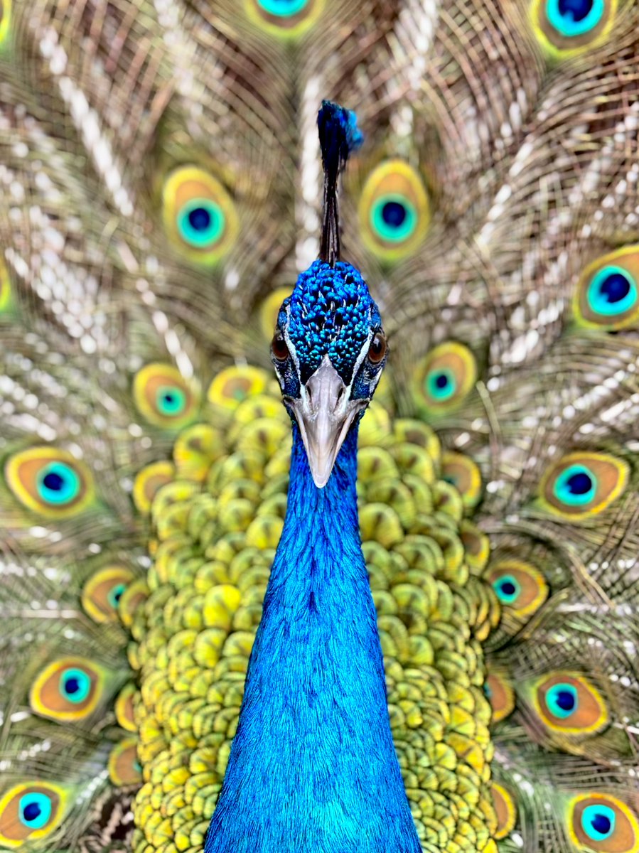 京都大学クジャク同好会 tweet media