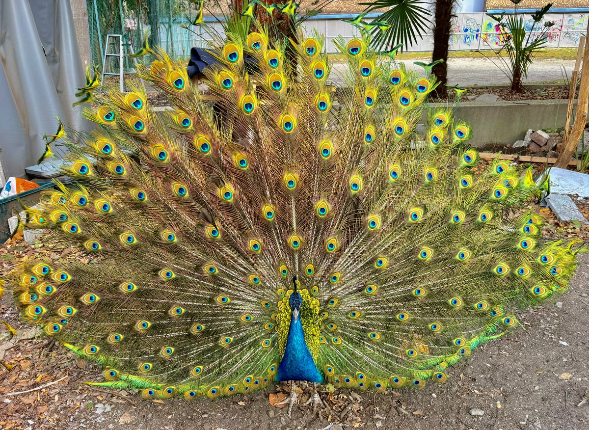 京都大学クジャク同好会 tweet media