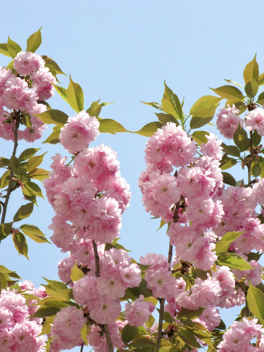 Pᴇᴀᴄʜ Jᴀᴍ .‧˚ ෆ⃛⁺˚ tweet media