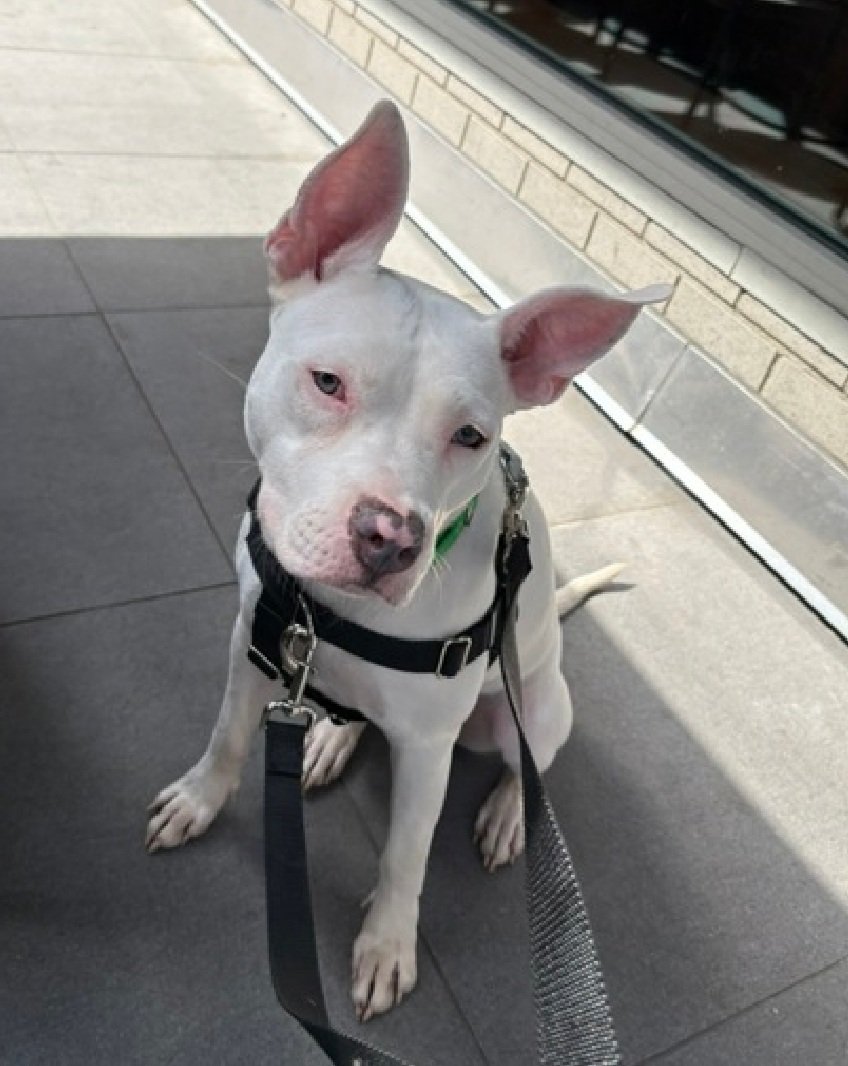 MorgFairsdogs's tweet image. Coconut Jelly 248843
Relisted TBK 4/16
#NYCACC #RescueOnly 
She is a pretty 2 yr old
Highly social and treat motivated 
Struggling with increasing threshold for arousal 
Loves long walks 
Help save Coconut Jelly!
nycacc.app/browse/248843
#Pledge4Rescue #foster #adopt