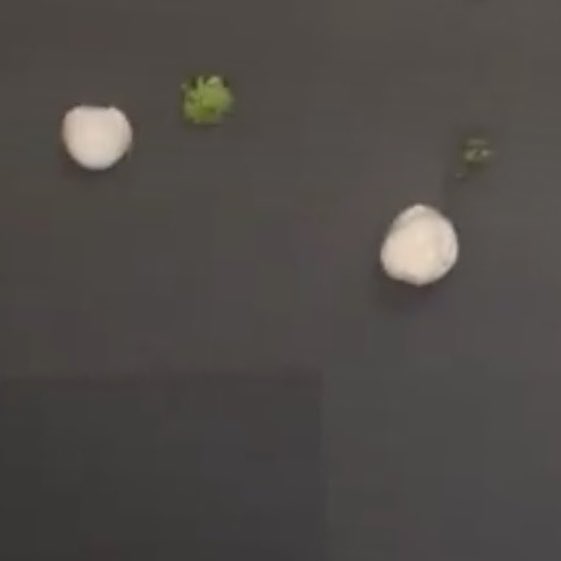 엔하이픈이 하이브에서 노는 법:
사뿌(사옥뿌수기),사꾸(사옥천장꾸미기)