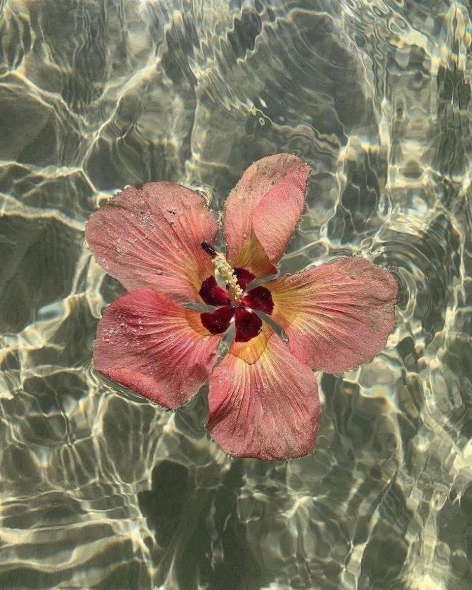 sunmichael224's tweet image. Floating perfection 🌺  
Hot pink hibiscus kissing crystal water.  
One bloom, zero effort, maximum serenity.  

Nature doesn’t miss.  

#Hibiscus #Aesthetic #NatureVibes