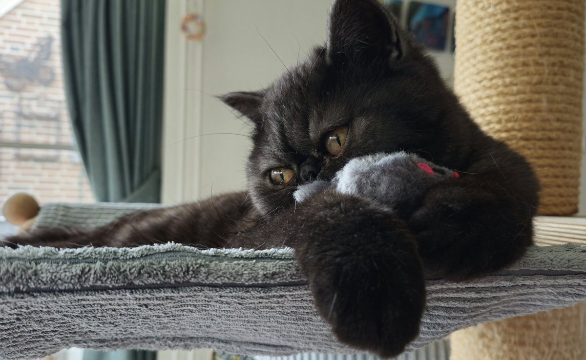 CatsTimOliver's tweet photo. Vandaag is ukke pukkie Fientje alweer 1 jaar 🥳
Gefeliciteerd lief vrolijk meisje 🎈
Foto's maken en cadootjes vind ze maar stom. https://t.co/FNVvzctgrz