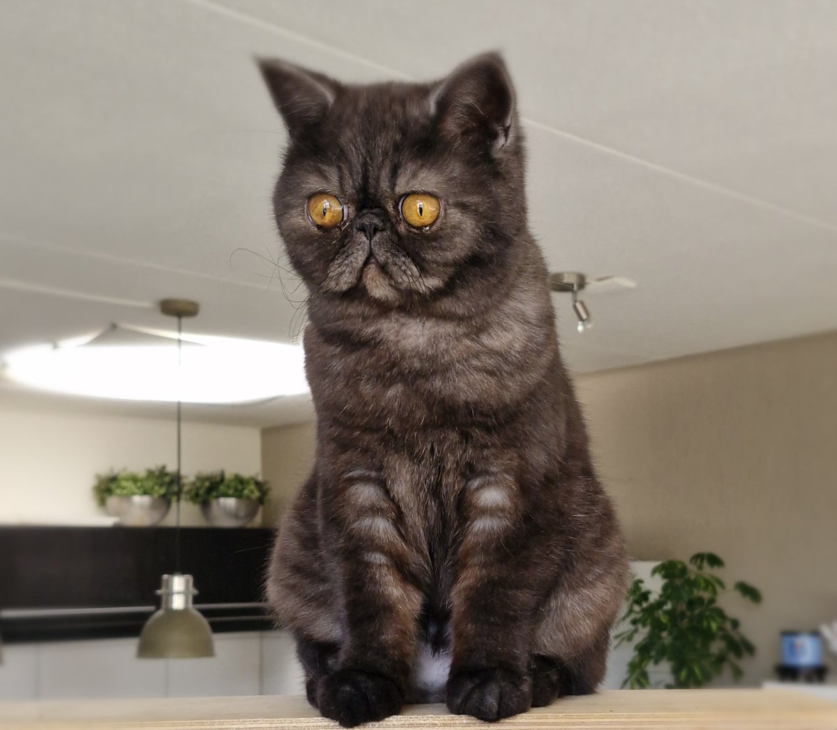 CatsTimOliver's tweet photo. Vandaag is ukke pukkie Fientje alweer 1 jaar 🥳
Gefeliciteerd lief vrolijk meisje 🎈
Foto's maken en cadootjes vind ze maar stom. https://t.co/FNVvzctgrz