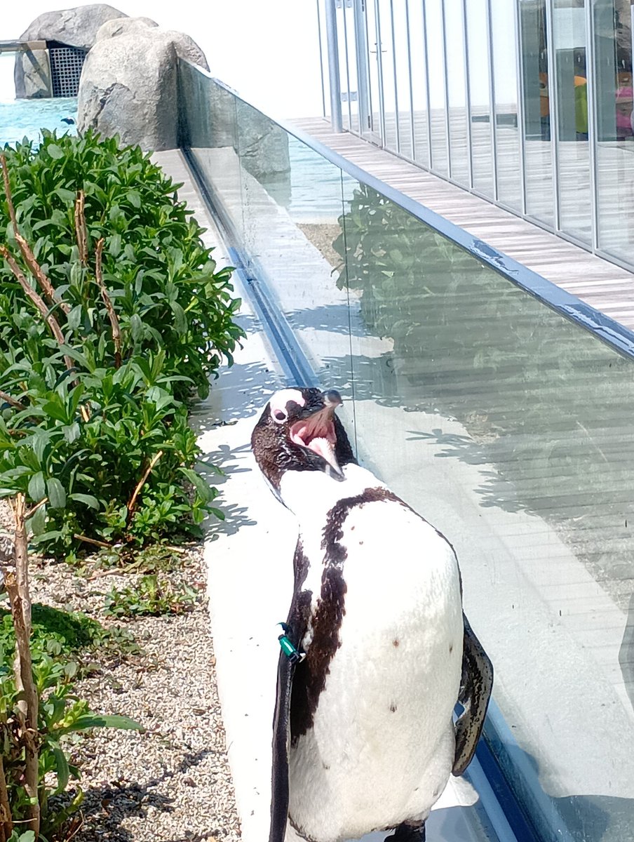 来世はペンギンがいい人 tweet media