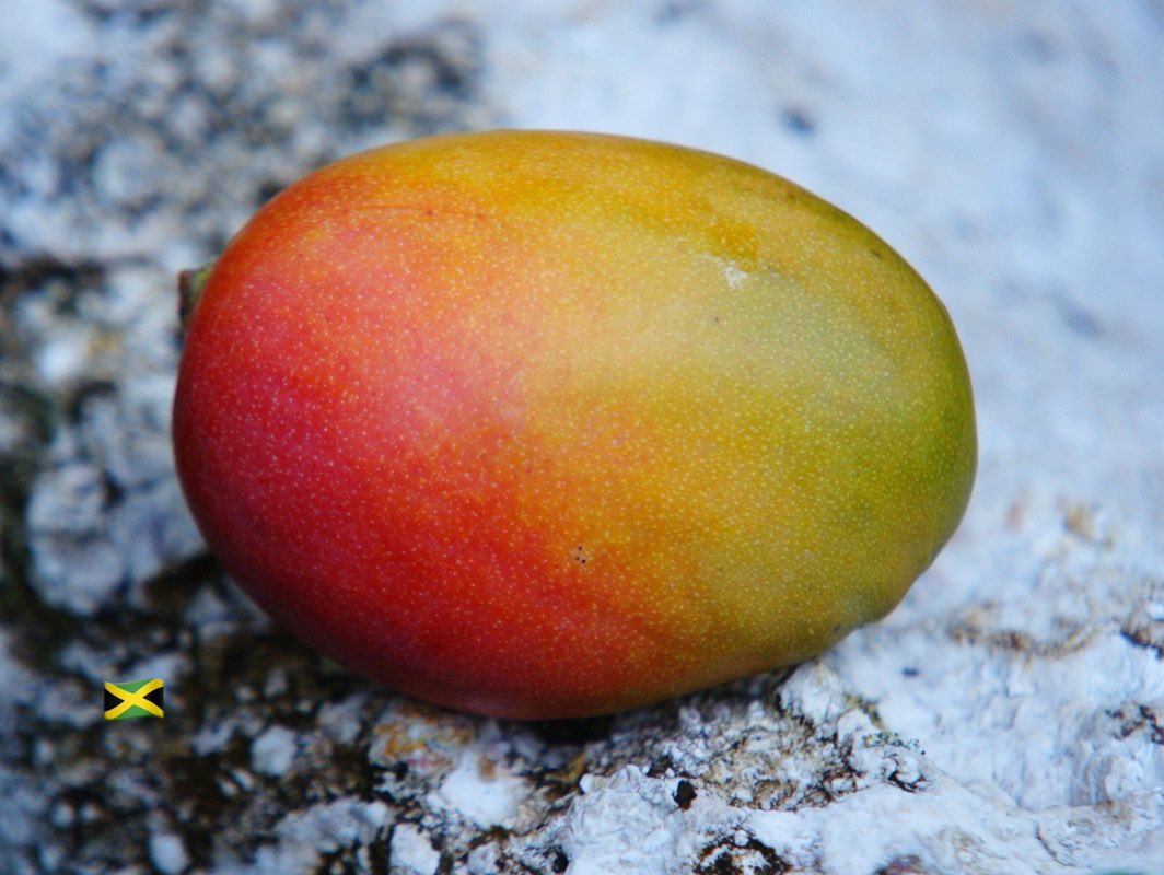 Julie mango of Jamaica. The best and fairest mango of them all. God created it. ❤️🇯🇲