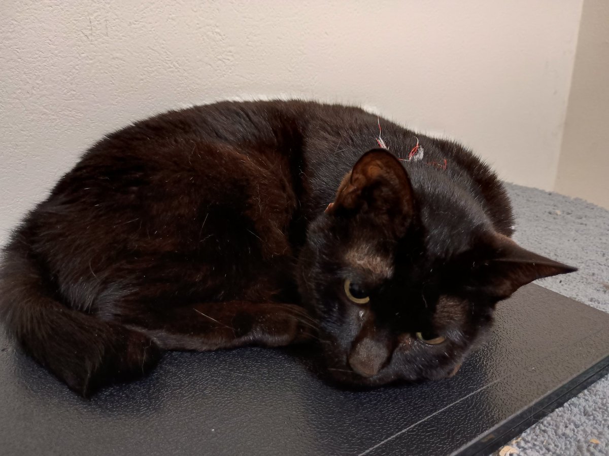 鉈SVTW@はることおはぎ tweet media