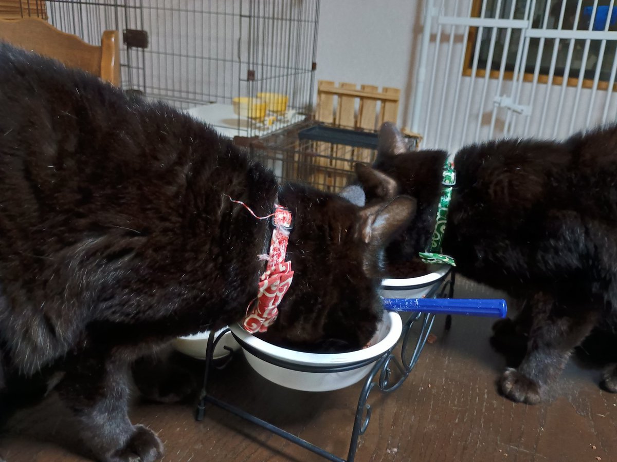 鉈SVTW@はることおはぎ tweet media