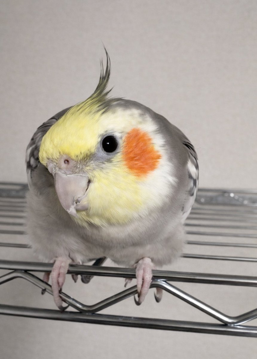 コハ tweet media