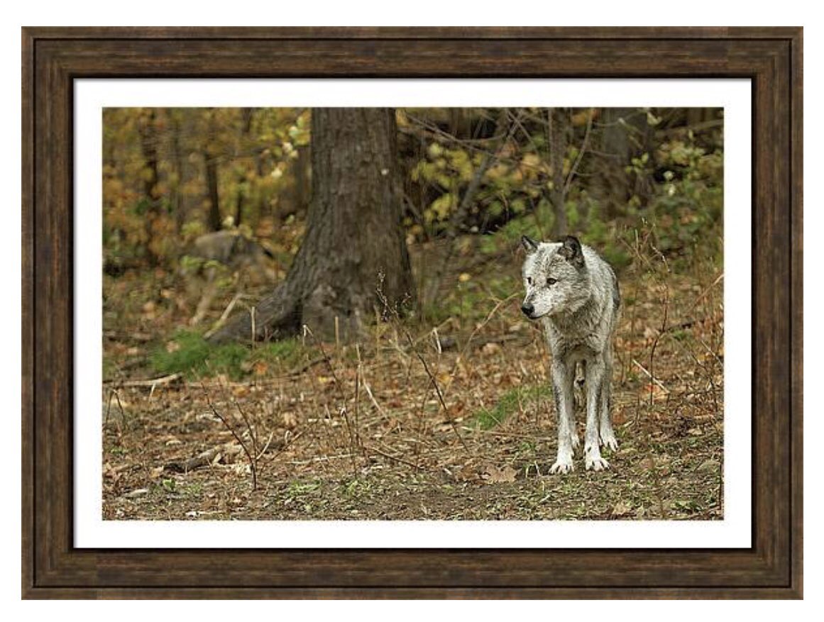 shonna99784's tweet image. In Haliburton, Ontario a grey wolf in fall forest stands alert, surrounded by autumn foliage. The trees are shedding leaves, creating…

Haliburton, Ontario - Grey Wolf in Fall Forest - Framed Print shonnahawkinsphotography.com/featured/halib…

#HaliburtonWolfCentre #GreyWolf #Autumn