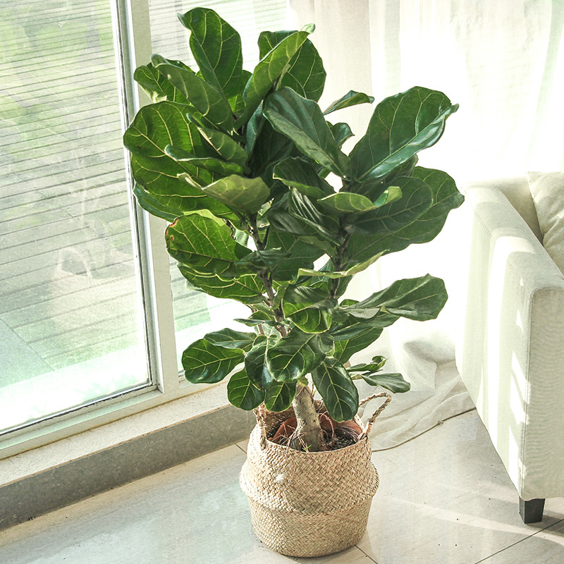 Adrianna tweet media