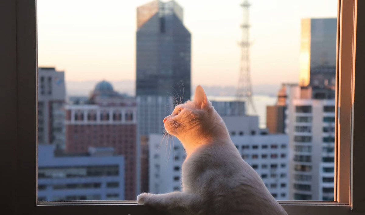 想当一只猫(互fo🇨🇳) tweet media