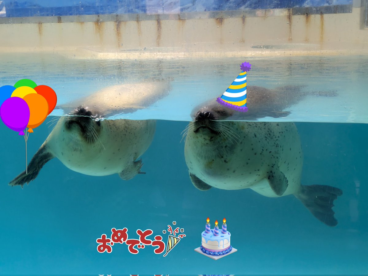 ぴーちゃん tweet media