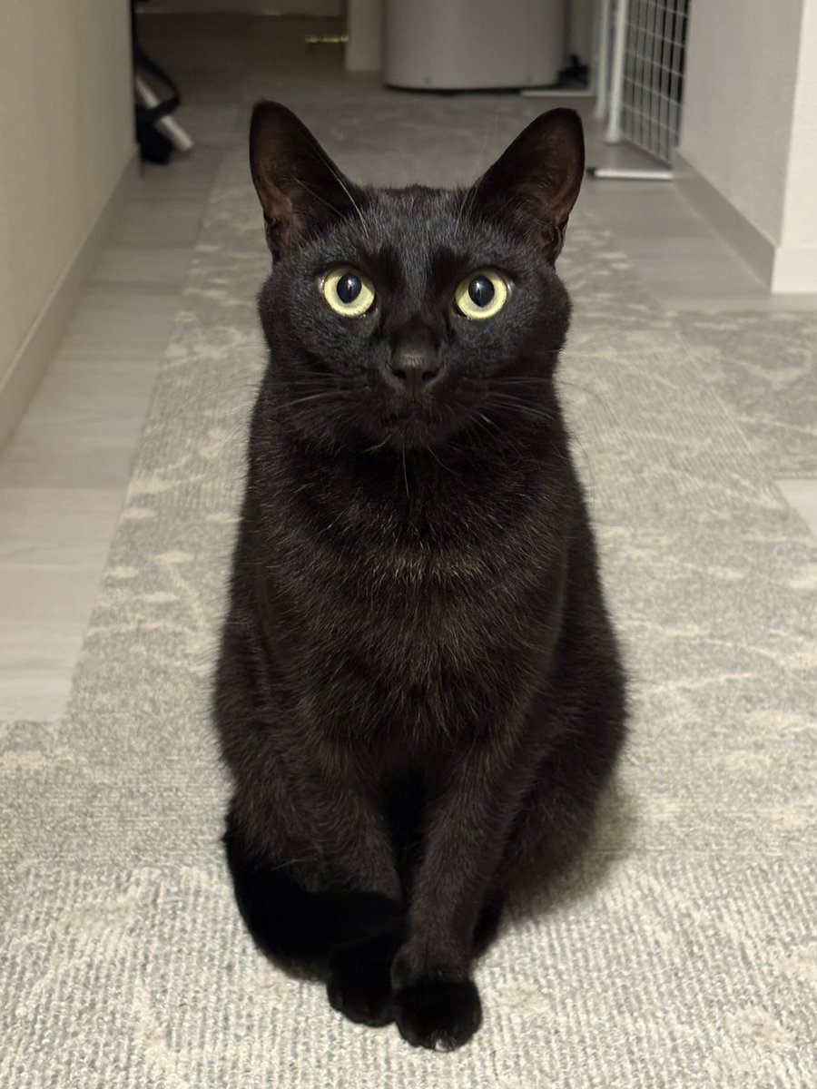 うおおお tweet media