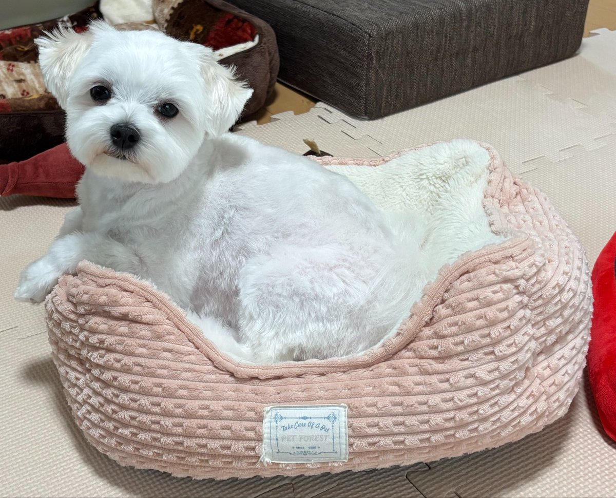 ろん︎🐦 tweet media