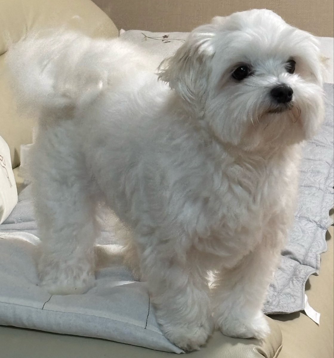 ろん︎🐦 tweet media