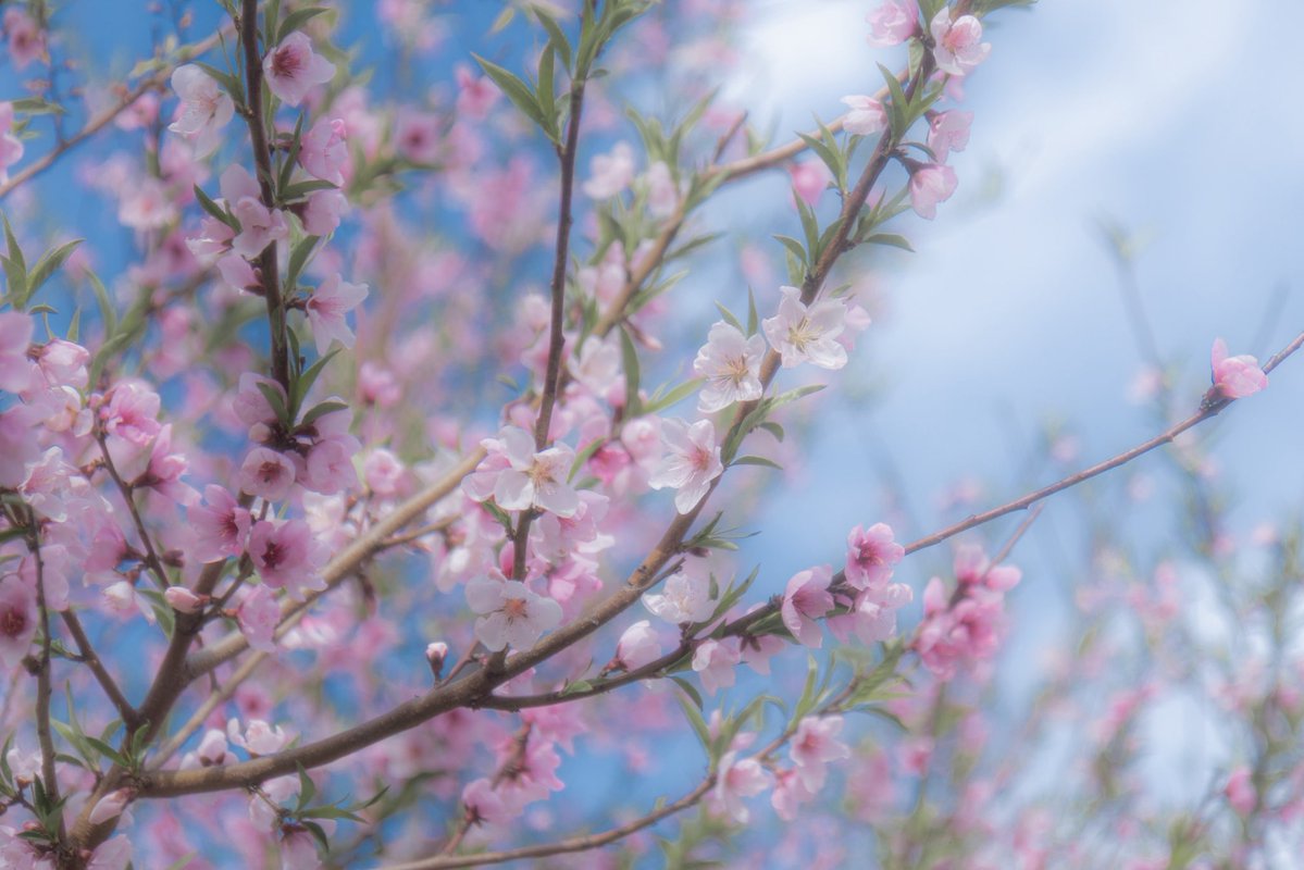 𝗦𝟮 tweet media