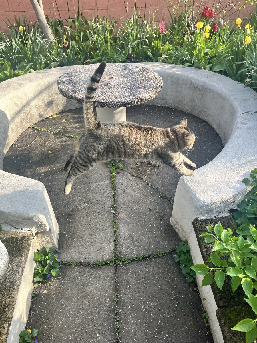 Zach Harris tweet media