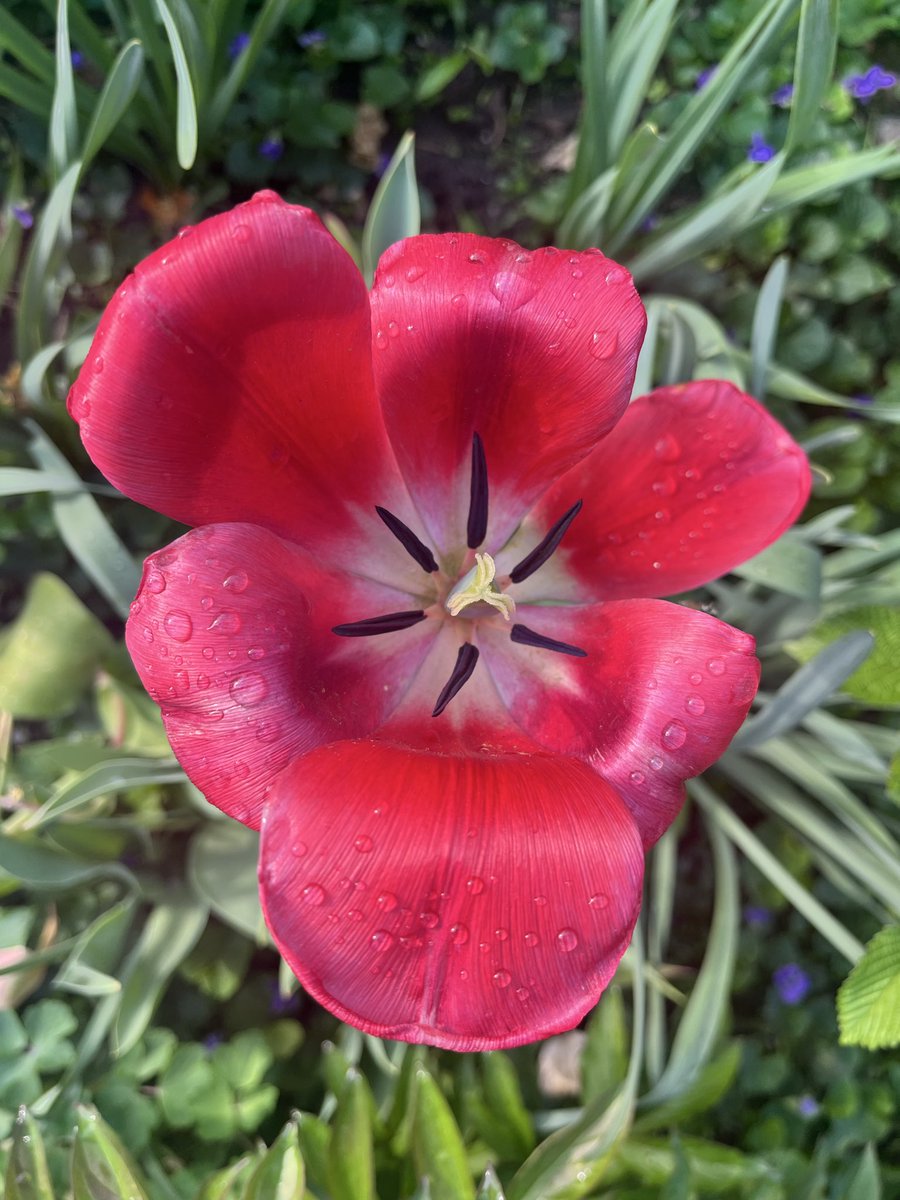 Zach Harris tweet media