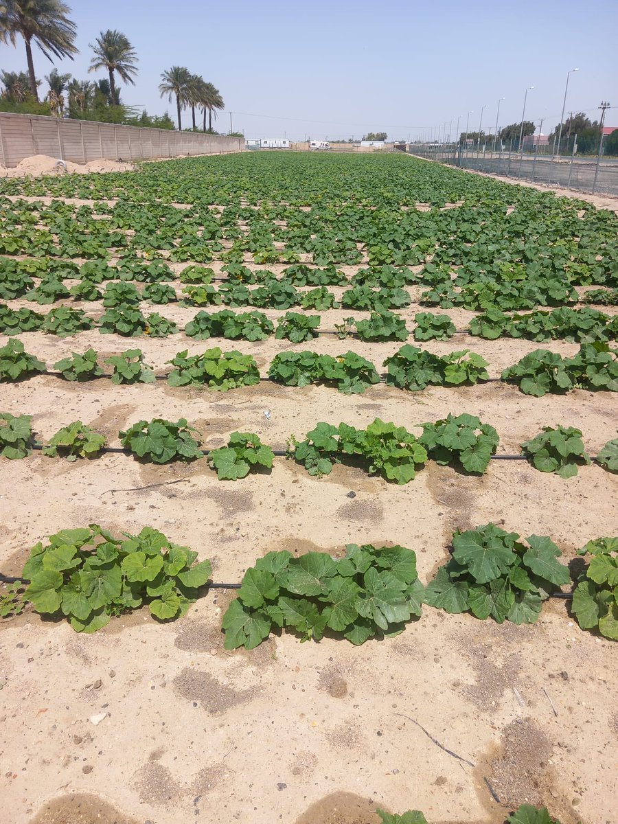 فهد جواد الأربش tweet media