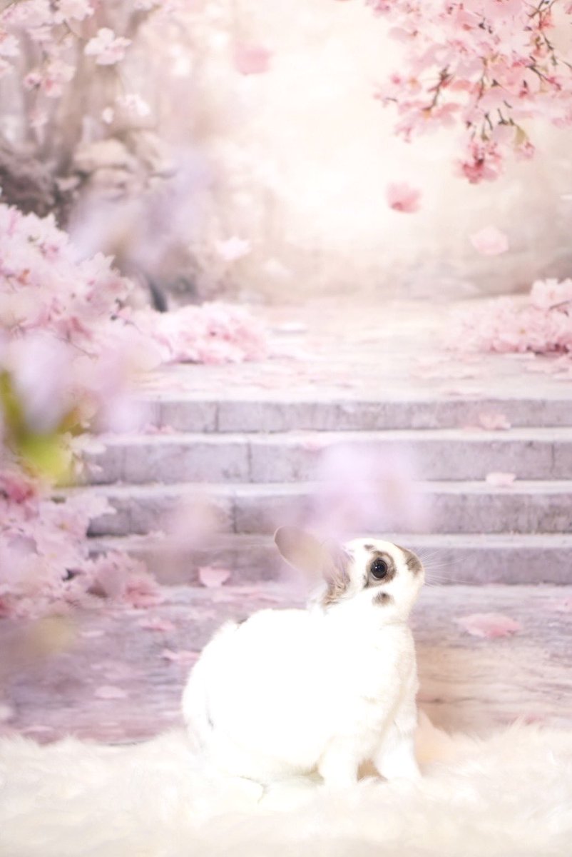 クッキー姉 tweet media