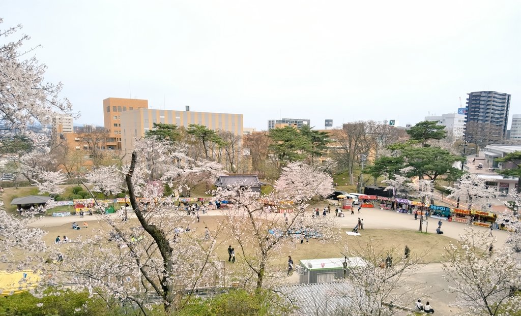 千秋公園さくら祭‼️見事ですなぁ❗️#秋田県立大学 #千秋公園 #さくら