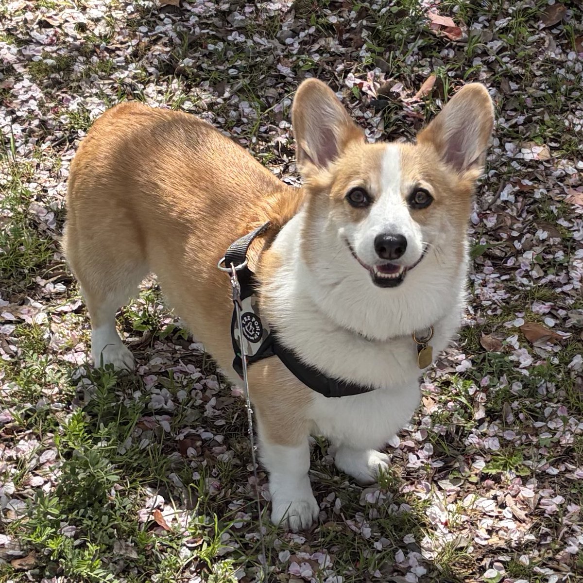 閣下と下僕 tweet media