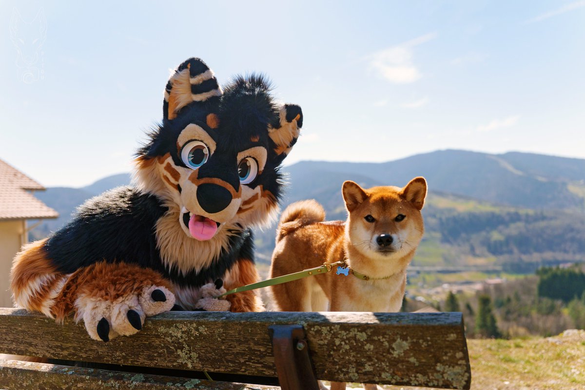 RayBleiz's tweet photo. Happy #FursuitFriday and #Shibaday =3
๐ท @Pitou_Rikou https://t.co/bntMYdabKm