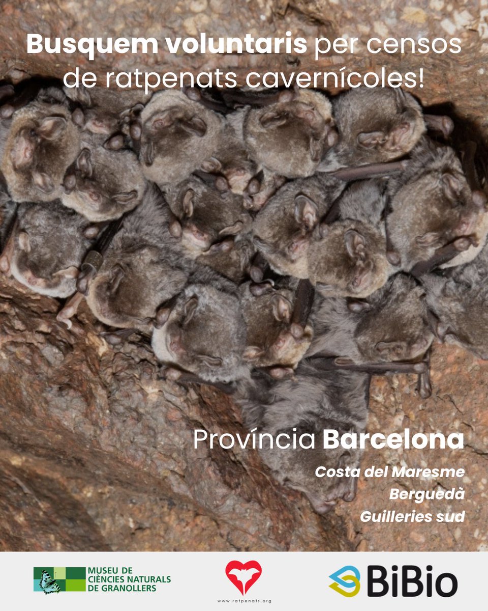 Programa de Seguiment de Ratpenats tweet media