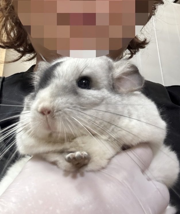 チンチラの舎弟ゆきぽん（マキタ信者） tweet media