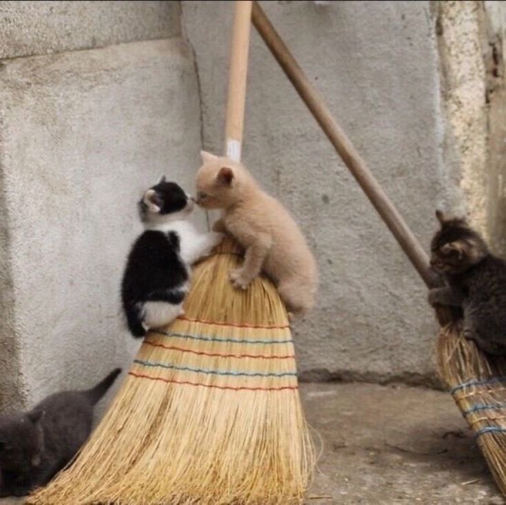 horse dentist tweet media