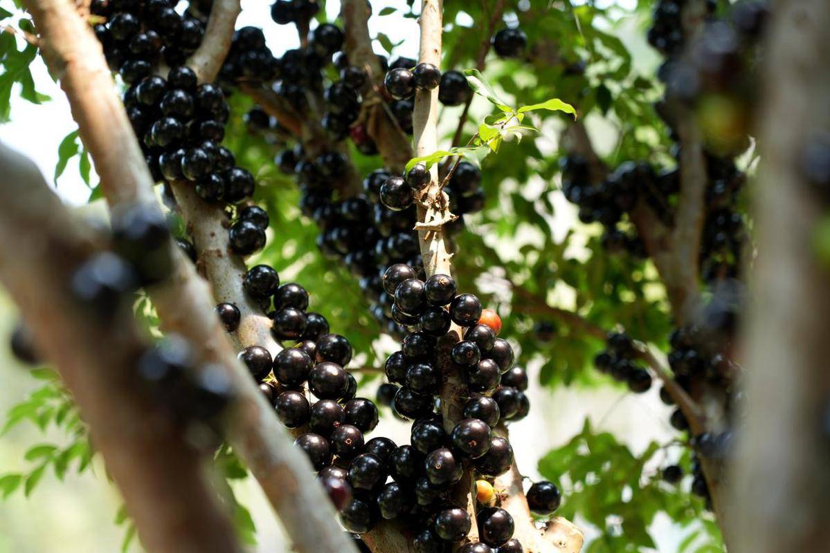 Romane D tweet media