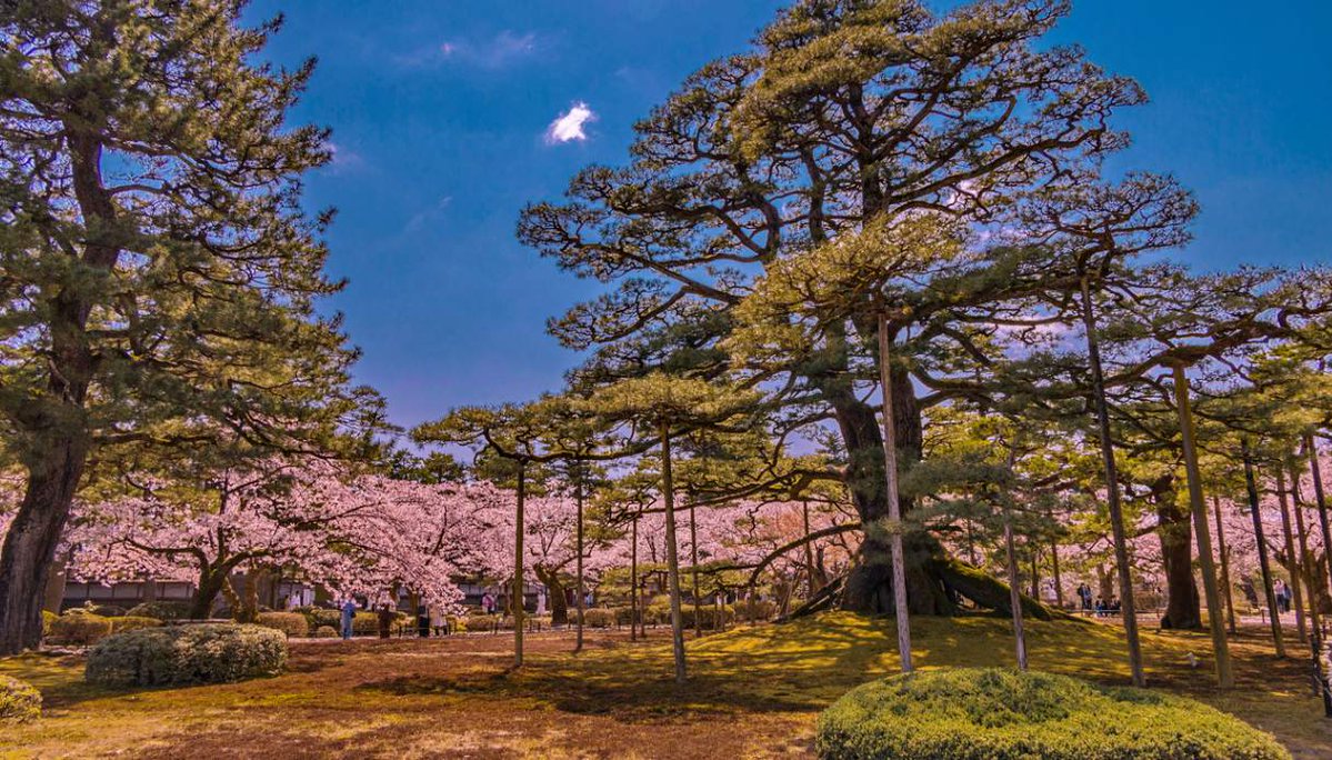 viaggiare_low_c's tweet image. Kenrokuen a Kanazawa: in Giappone, il giardino delle sei sublimità che rasenta la perfezione
siviaggia.it/idee-di-viaggi…
#viaggiare #travel