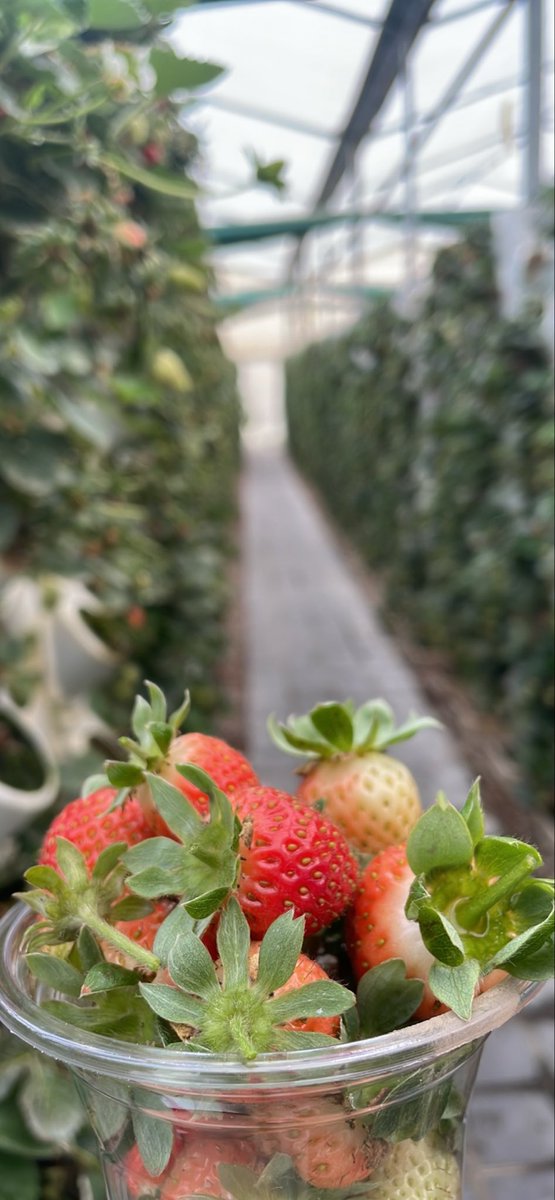 محمد المحيش tweet media