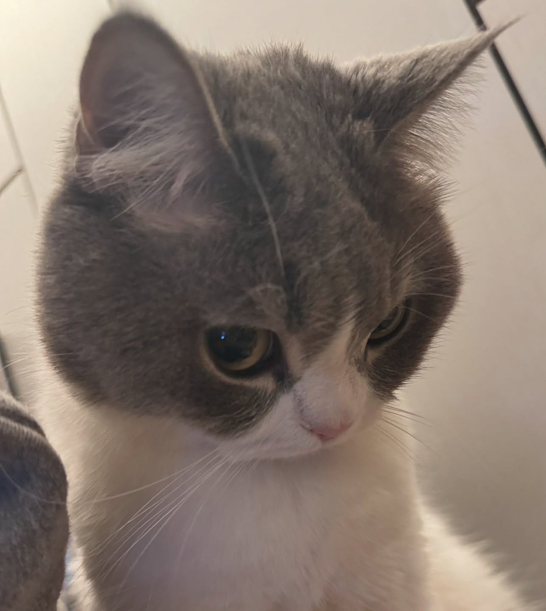 meowperth thinker 💭 tweet media