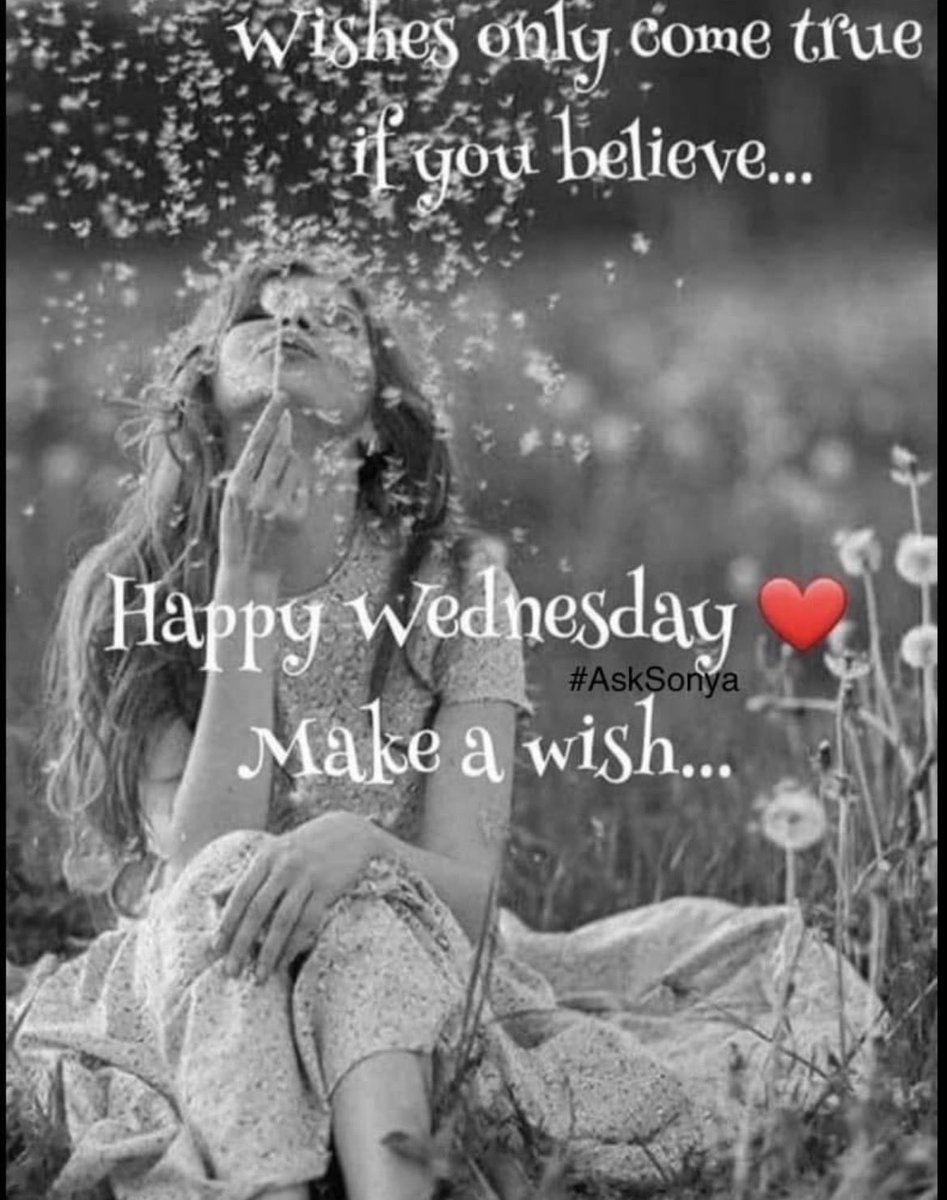 sonya janisse tweet media