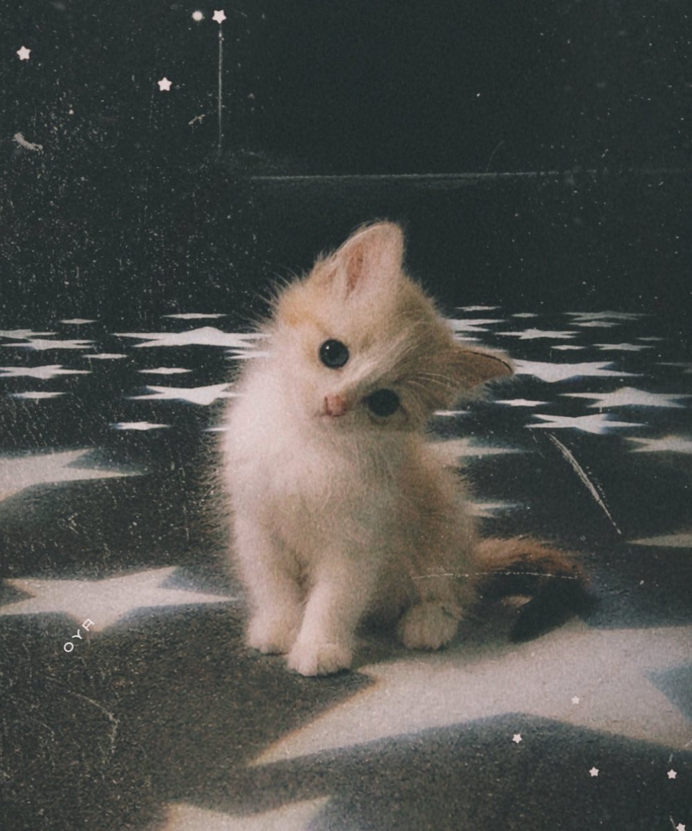 우리가 제일 사랑하는 아기고양이  🐱
#Felix