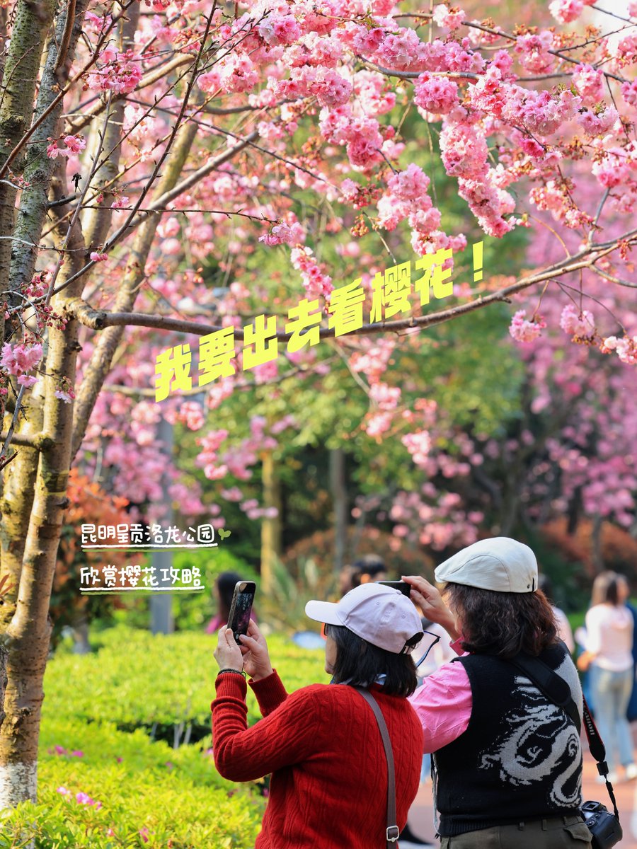 thayaphanoiuman's tweet image. Warm spring breeze, blooming cherry blossoms—grab a picnic blanket and soak up the golden hour! #SpringVibes #OutdoorJoy