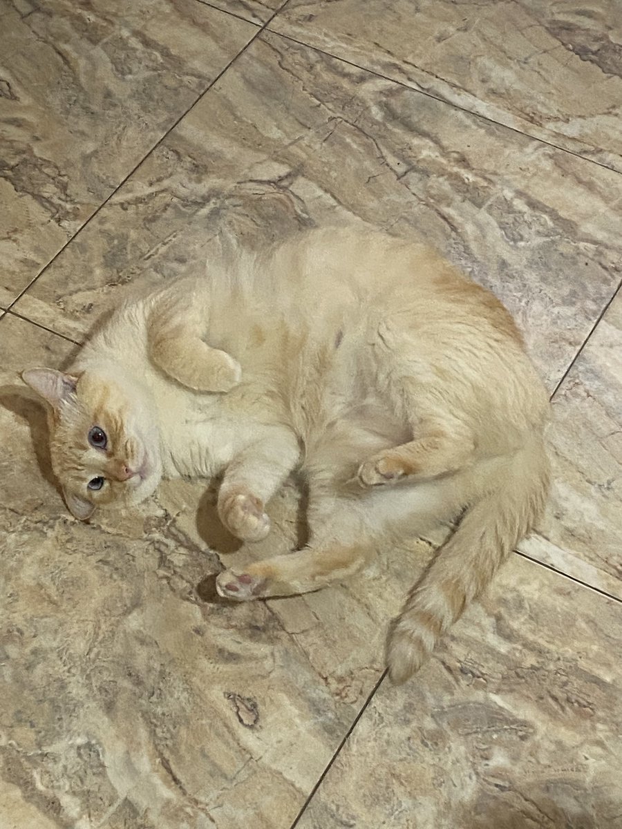 Kicky🍯 TMV tweet media