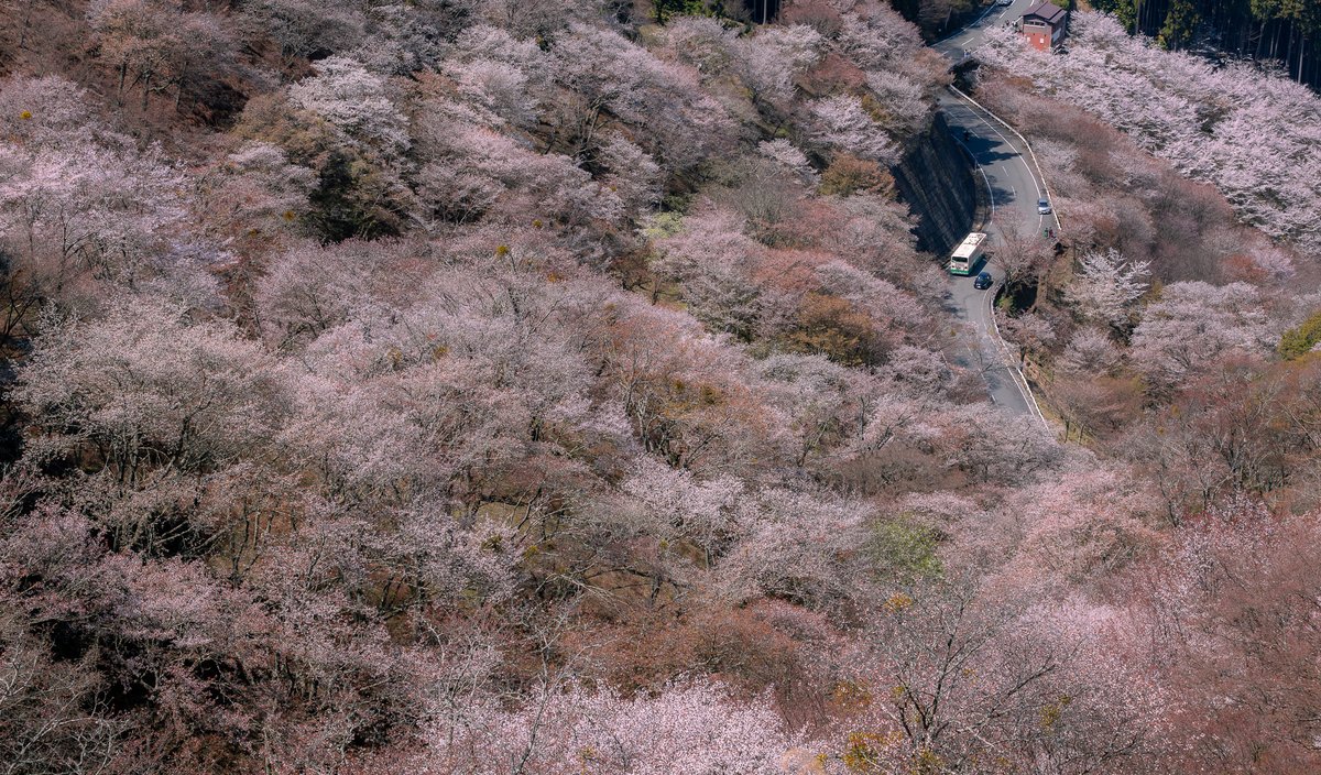 007beniya's tweet photo. ずっと憧れていた奈良県吉野町の桜 

見事としか言えない桜 

まさしく桃源郷でした 

#吉野山 #奈良観光 #奈良旅行 #桜 #絶景 #日本の絶景 #春の風景 #花のある風景 https://t.co/r6A53DA6oV